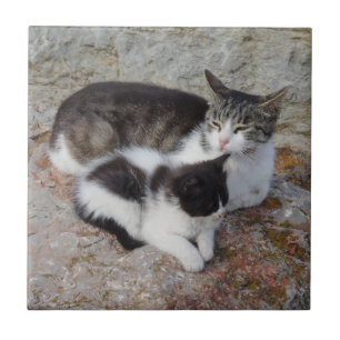 Katten Kleine (4,25 x 4,25 inch) keramische Tegel Tegeltje