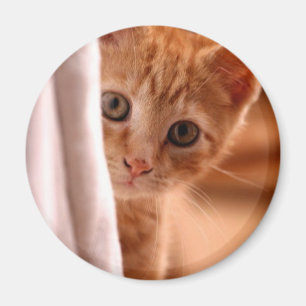 Katten koelkastmagneet verbergen-en-zoeken magneet