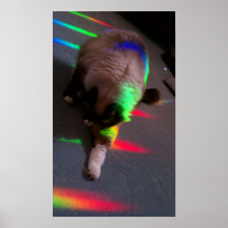 Katten = Licht & Liefde Poster