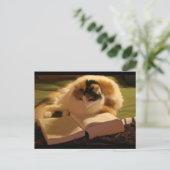 Katten Lincoln Briefkaart (Staand voorkant)
