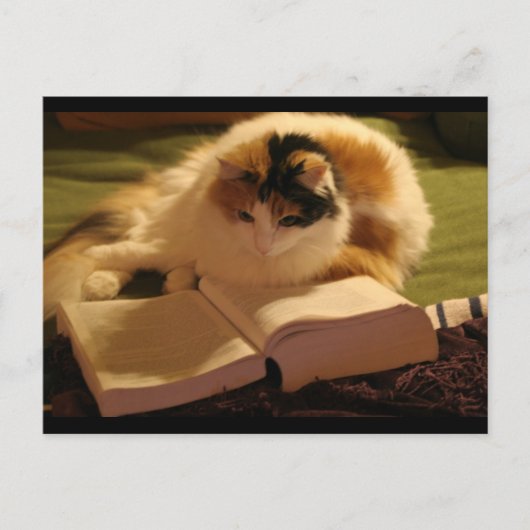 Katten Lincoln Briefkaart (Voorkant)