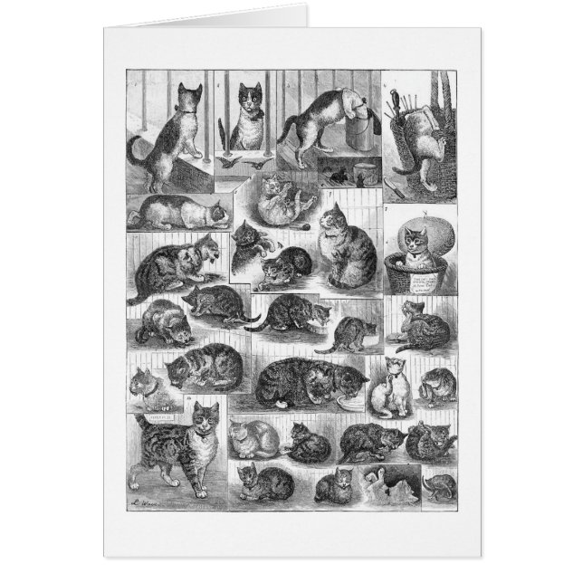 Katten, Louis Wain (Voorkant)