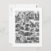 Katten, Louis Wain Briefkaart (Voorkant / Achterkant)