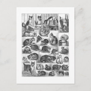 Katten, Louis Wain Briefkaart