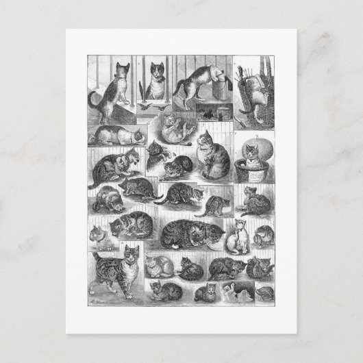 Katten, Louis Wain Briefkaart (Voorkant)