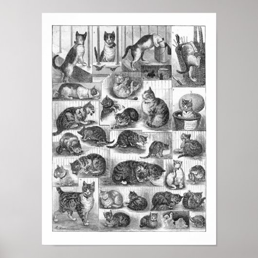 Katten, Louis Wain Poster (Voorkant)