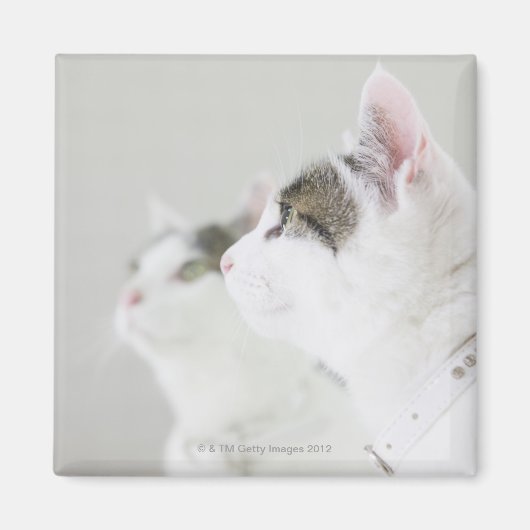 Katten Magneet (Voorkant)