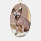 Katten met jonge kleurpunthynx in hammock.JPG Keramisch Ornament (Links)