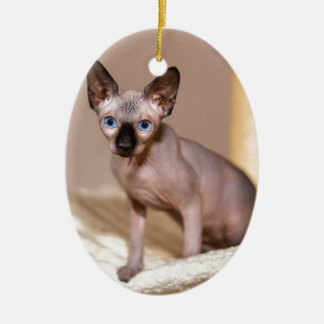 Katten met jonge kleurpunthynx in hammock.JPG Keramisch Ornament