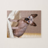 Katten met jonge kleurpunthynx in hammock.JPG Legpuzzel (Horizontaal)