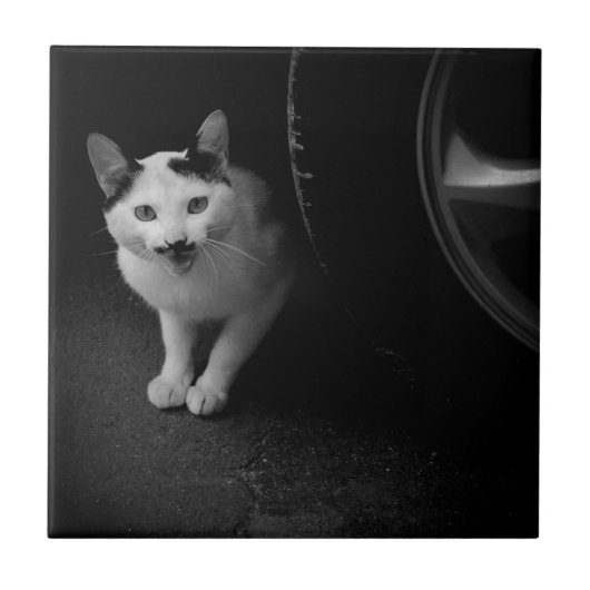 Katten met snor tegeltje (Voorkant)