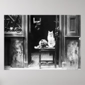 Katten met zonnebril, zwart en wit poster (Voorkant)