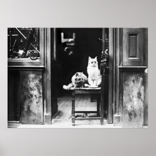 Katten met zonnebril, zwart en wit  poster