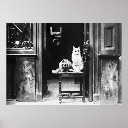 Katten met zonnebril, zwart en wit  poster (Voorkant)