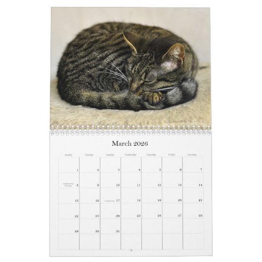 Katten Mooie Pet Portretten Kalender (Mar 2026)