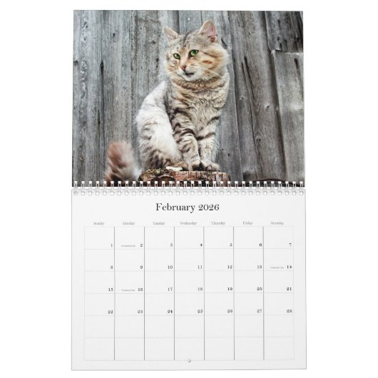 Katten Mooie Pet Portretten Kalender (Feb 2026)