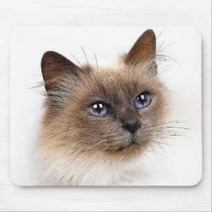 KATTEN MUISMAT