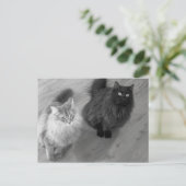 katten n briefkaart (Staand voorkant)