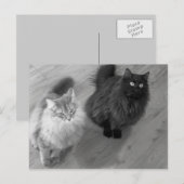 katten n briefkaart (Voorkant / Achterkant)
