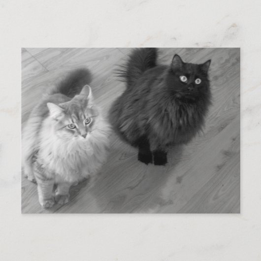 katten n briefkaart (Voorkant)