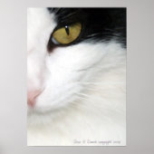 Katten Oog Poster (Voorkant)