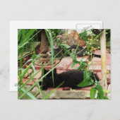 Katten op Brick Patio Foto Briefkaart (Voorkant / Achterkant)