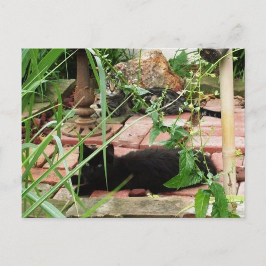 Katten op Brick Patio Foto Briefkaart (Voorkant)