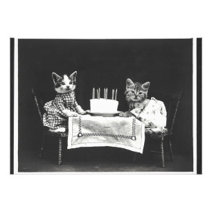 katten op een verjaardagsfeestje foto afdruk