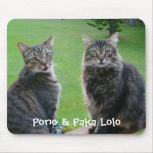 Katten Pono en Paka Lolo Muismat