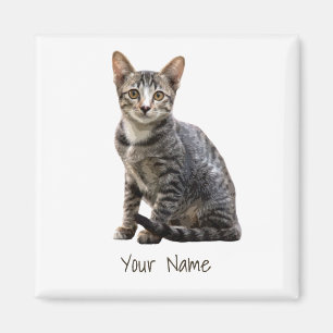 Katten Portret Pet Tomcat Animal Design Magneet