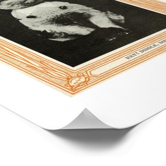 Katten Poster (Hoek)