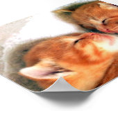 katten poster (Hoek)