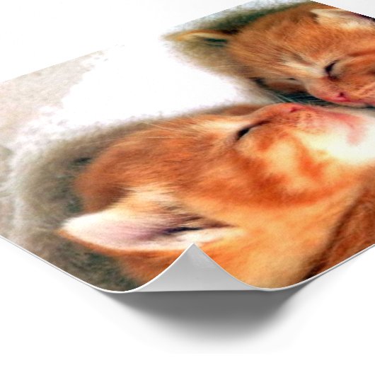 katten poster (Hoek)