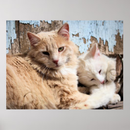 Katten Poster