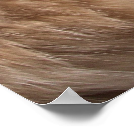 Katten Poster (Hoek)