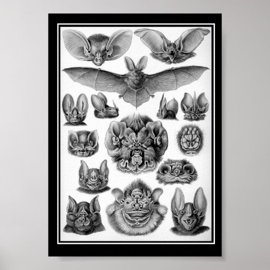 Katten! Poster (Voorkant)