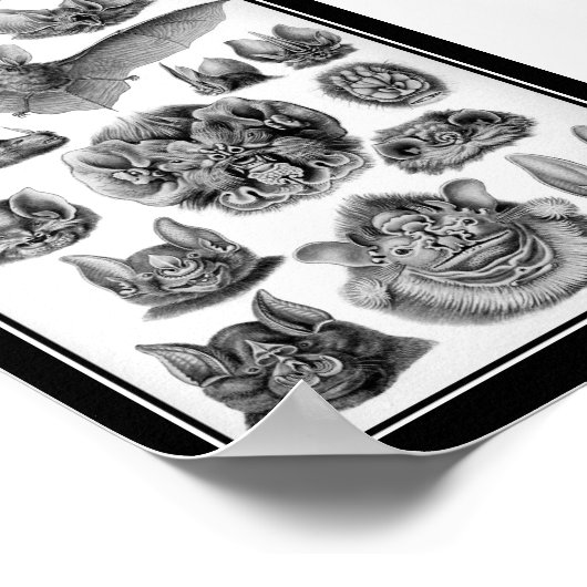 Katten! Poster (Hoek)