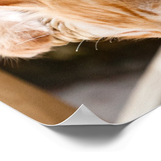 Katten Poster (Hoek)