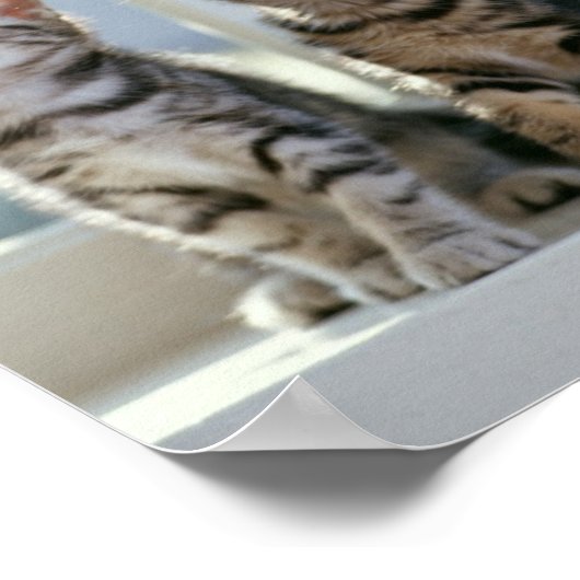 Katten Poster (Hoek)