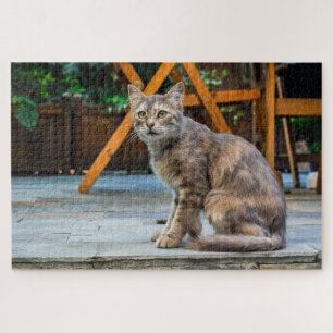 katten puzzelen op het terras legpuzzel