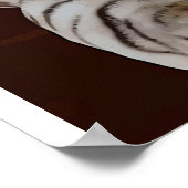 Katten Reflectievloeistof water, grappige katten G Poster (Hoek)