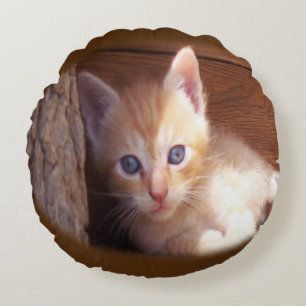 Katten Rond Kussen