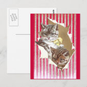 Katten scheuren door papier voor onmiddellijke ver briefkaart (Voorkant / Achterkant)