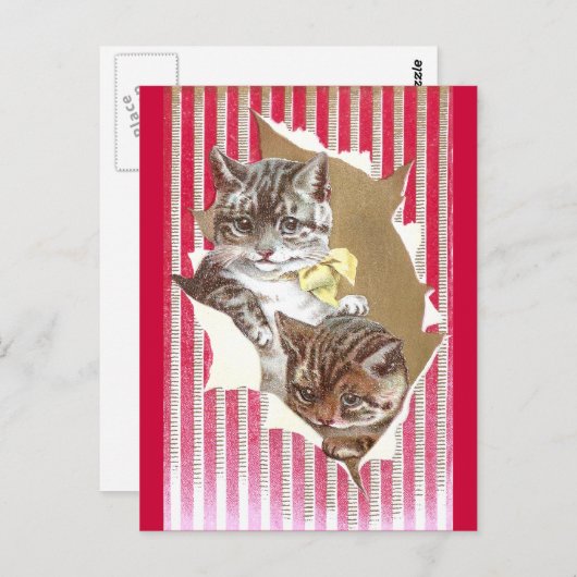 Katten scheuren door papier voor onmiddellijke ver briefkaart (Voorkant / Achterkant)