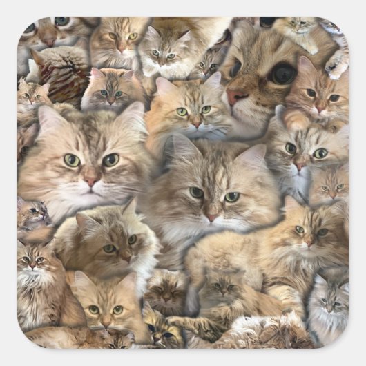 Katten! Siberische stickers (Voorkant)