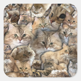 Katten! Siberische stickers