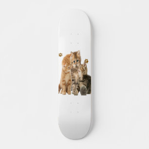 Katten Skateboard