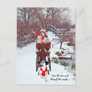 Katten Sleigh Ride Briefkaart