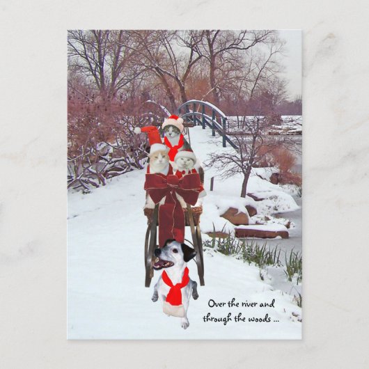 Katten Sleigh Ride Briefkaart (Voorkant)