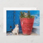 Katten spelen rond, Rabat, Marokko Briefkaart (Voorkant / Achterkant)
